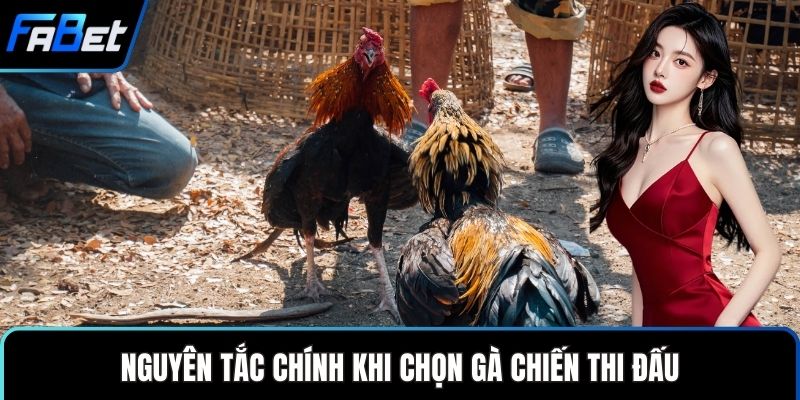 Nguyên tắc chính khi chọn gà chiến thi đấu